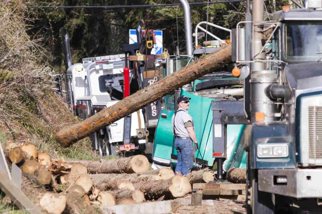 Logging Truck Accidents Are Different In Beaumont